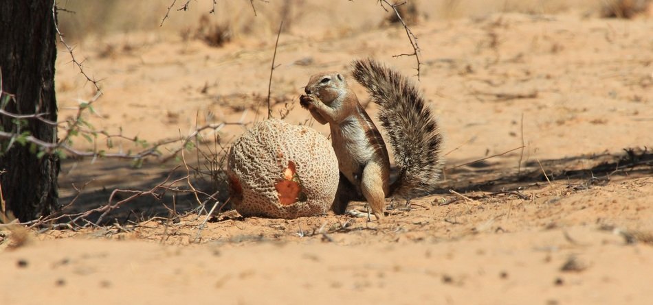 a rodent and a huge nut