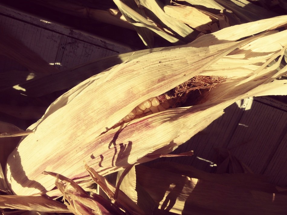 Corn Husks
