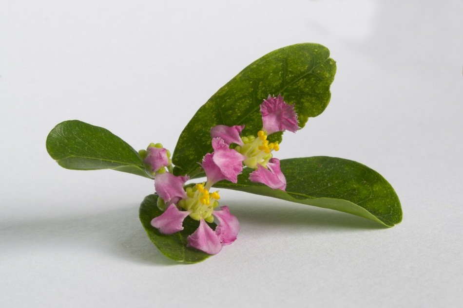 isolated Red Fruit blooming