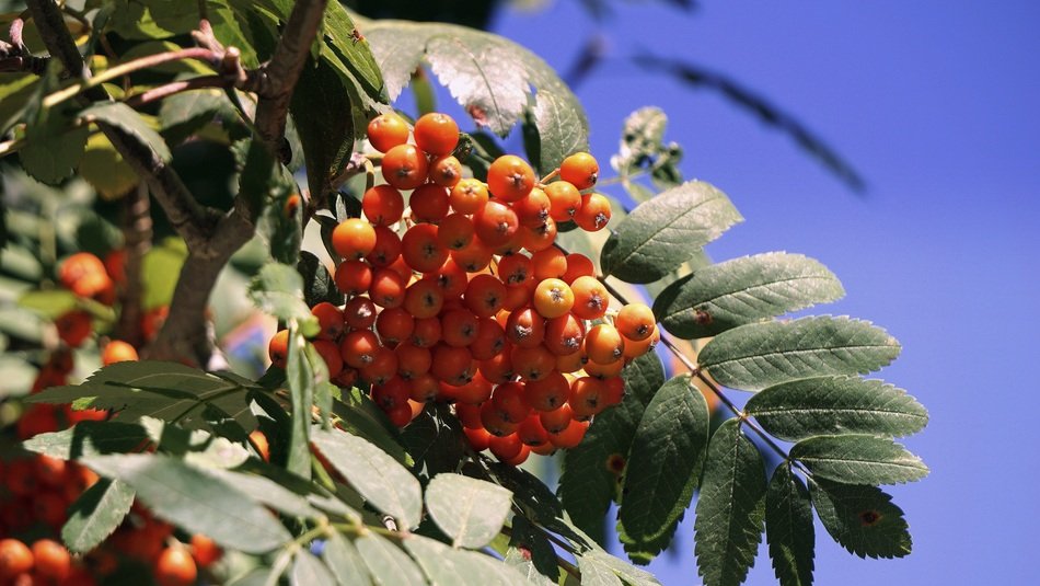 rowan Berries on the branch at blue sky background
