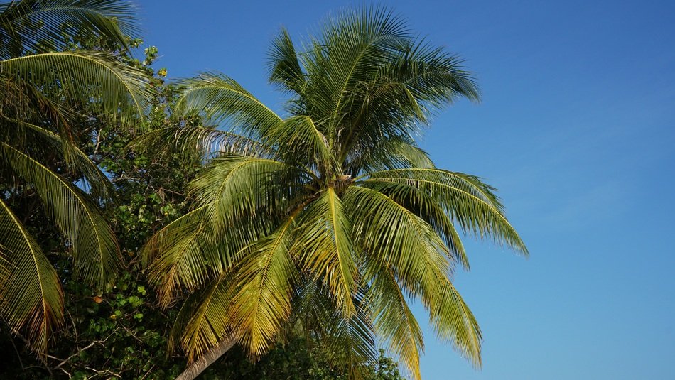 green palm branches in the Maldives
