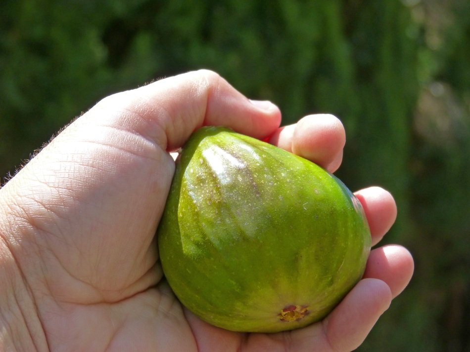 Fig Verdial Hand