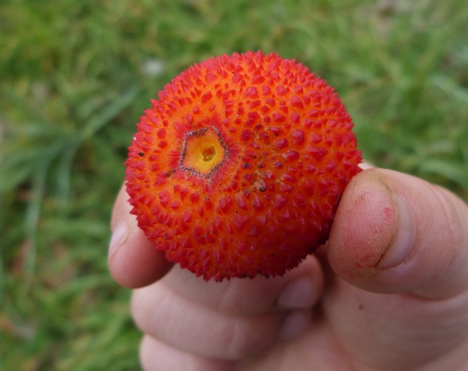 Red ripe unusual berry in the hand