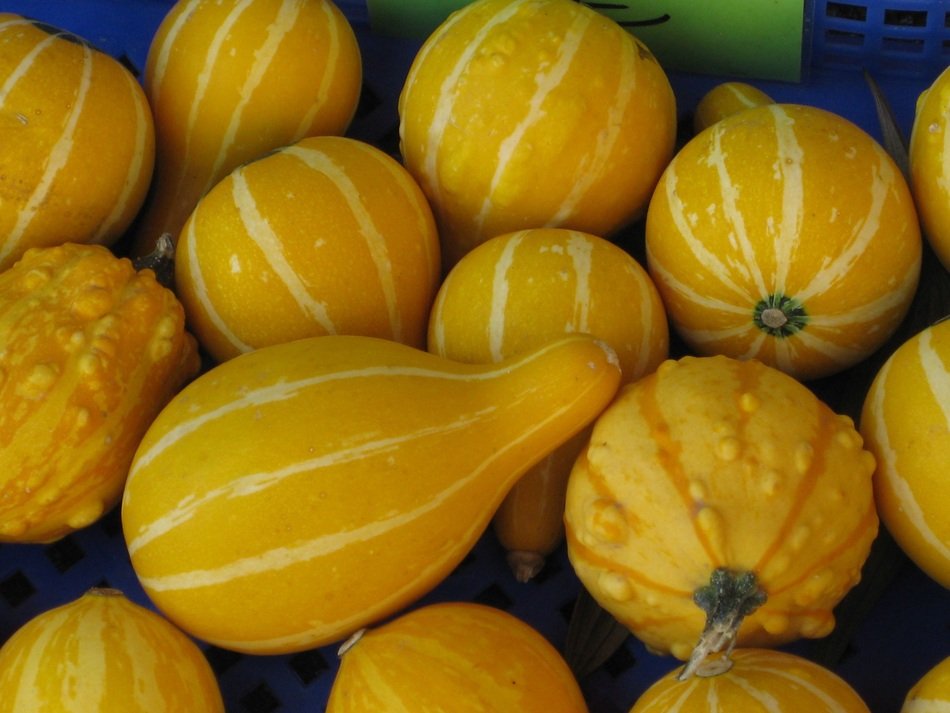 photo of yellow pumpkins close up