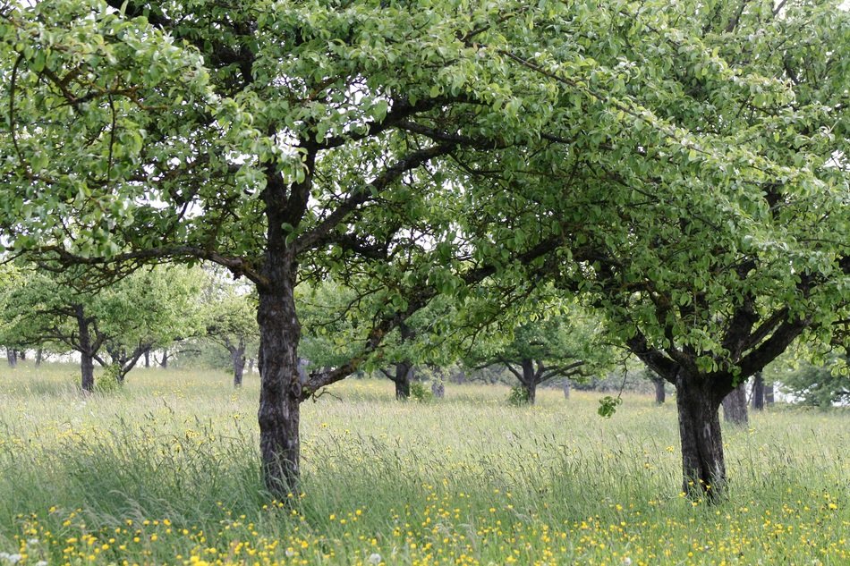 orchard in a green meadow