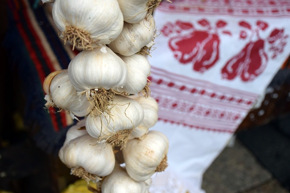 Garlic in a big bundle close-up
