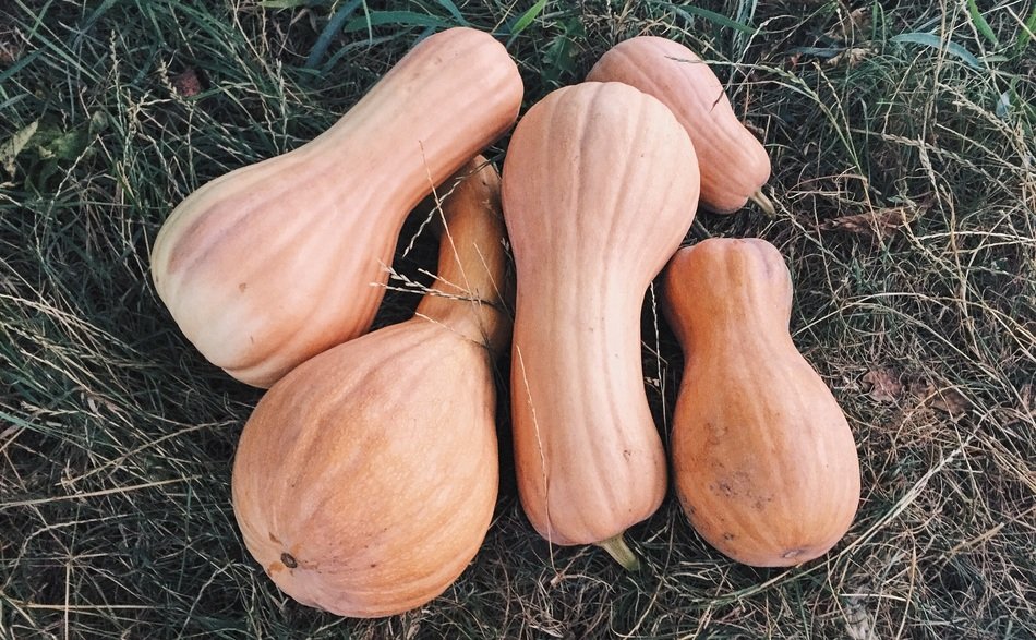 Harvest of the pumpkins in the summer