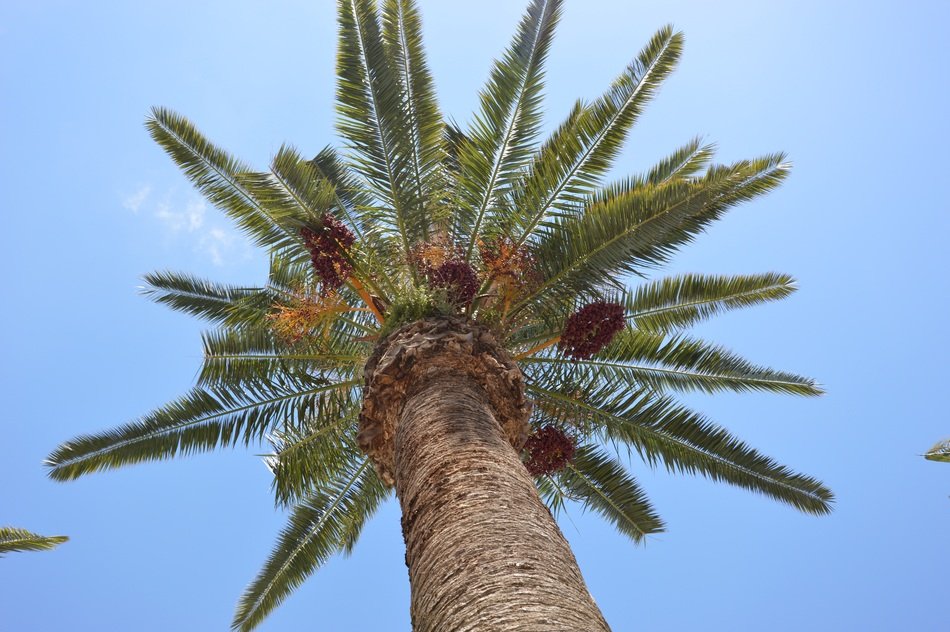 High palm