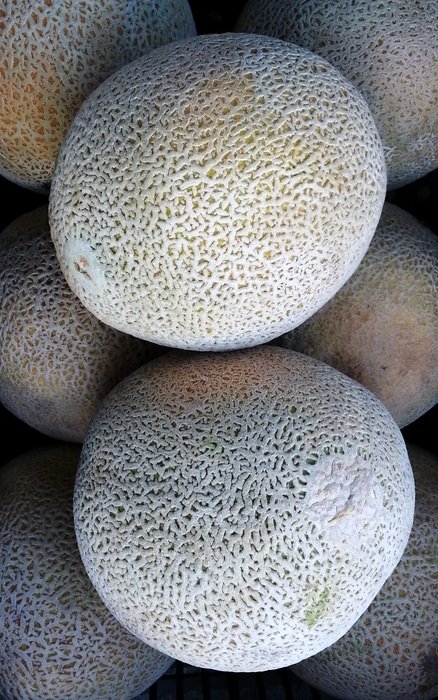 white Melon Fruit