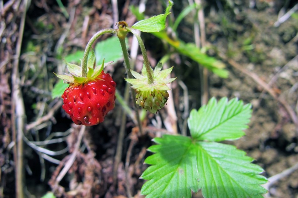 red and green strawberries in the forest