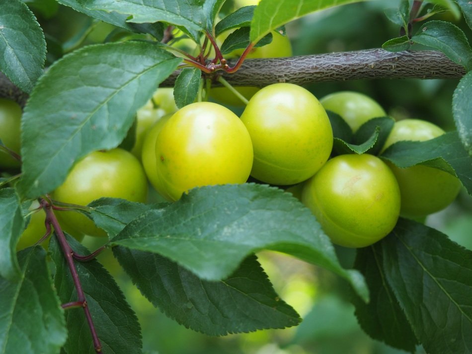 yellow plums on the tree