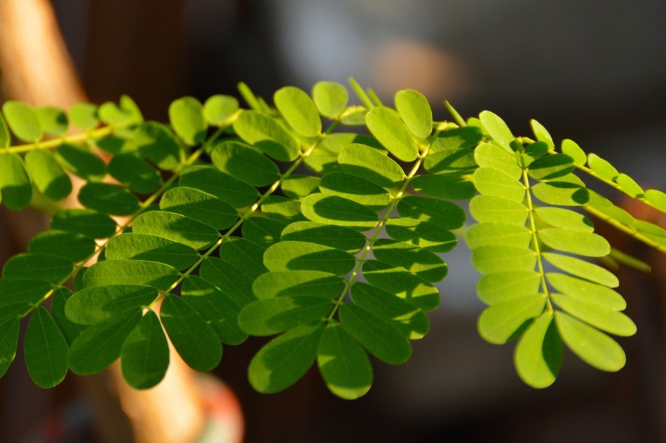 picture of the green leaves