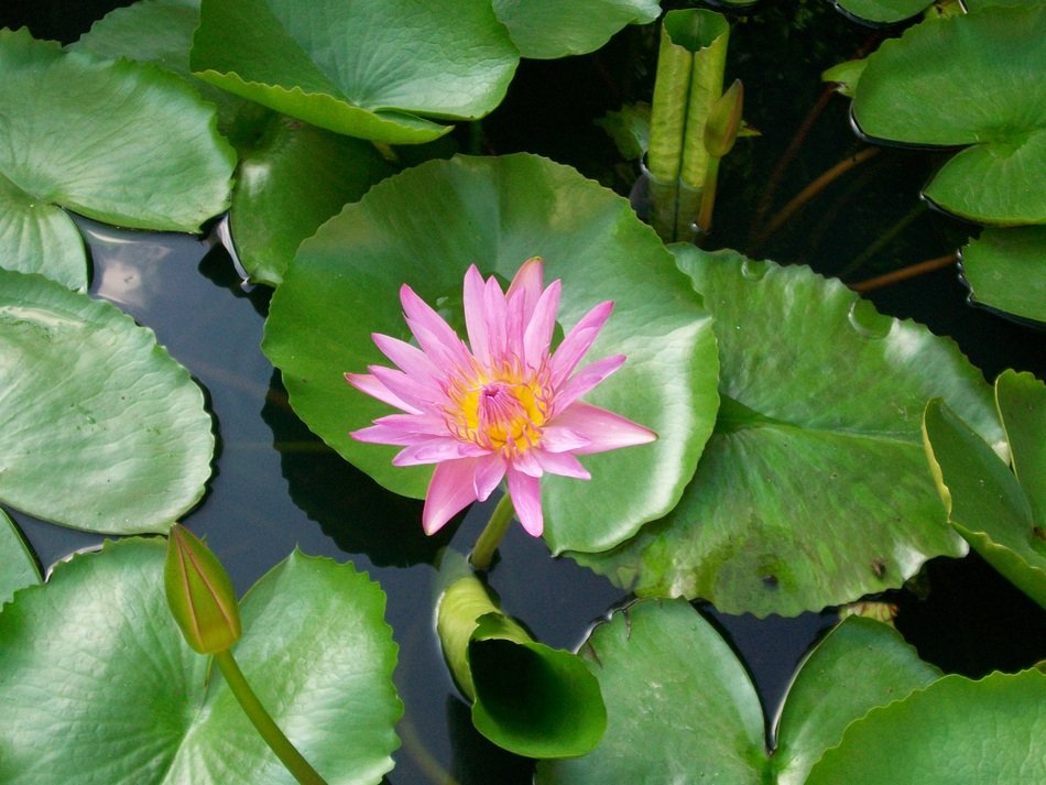 pink water lily in Thailand