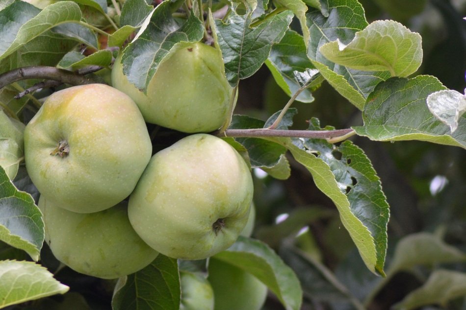 picture of the green apples