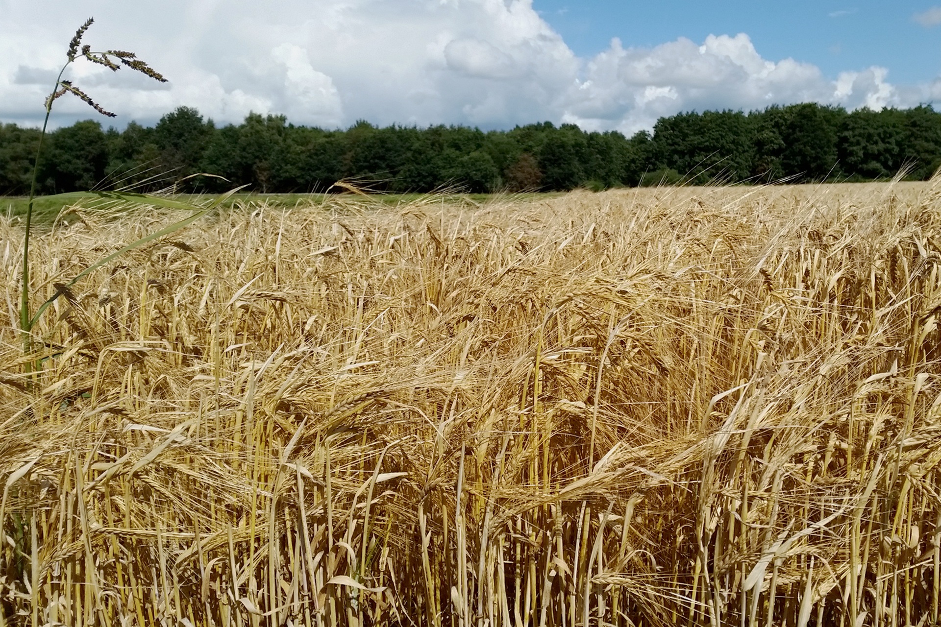0 field. Кукурузное поле. Пшеничное поле ферма. Ячмень на ферме. Кукурузное поле картинки