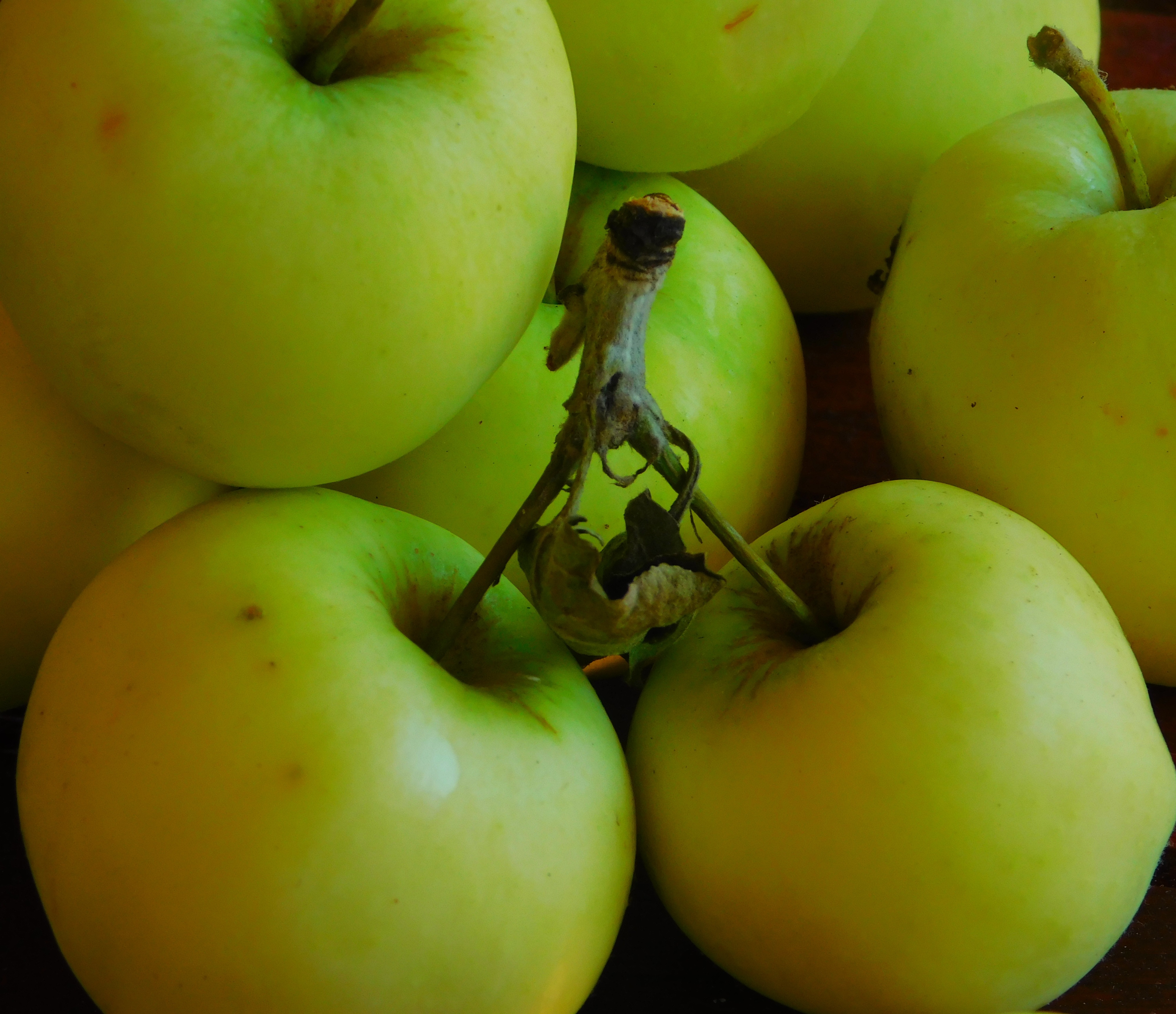 Яблоко свежесть. Яблоки Грин Делишес. Яблоня свежесть. Яблоня с зелеными крупными яблоками. Яблоки Делишес зеленые.