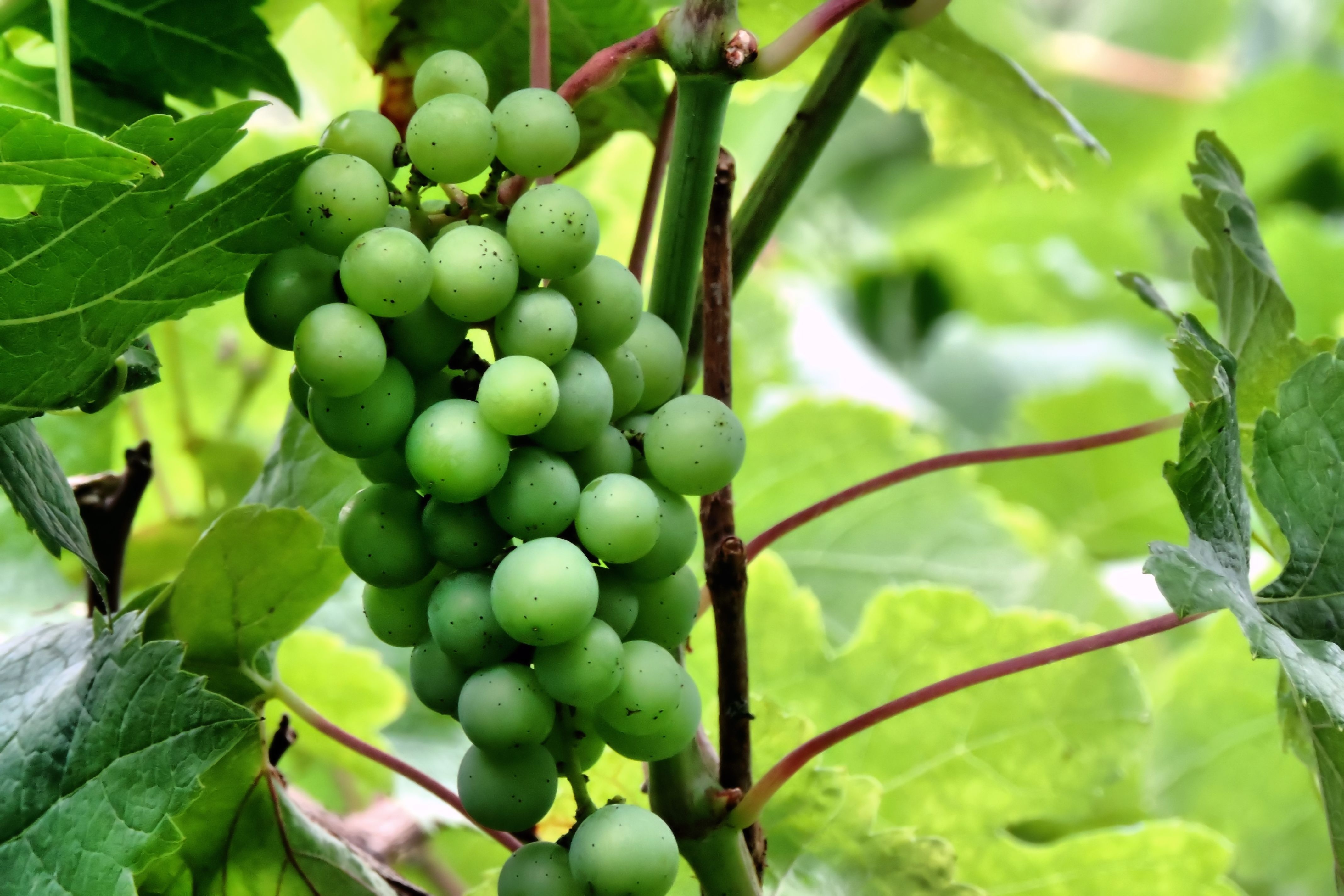Незрелый виноград