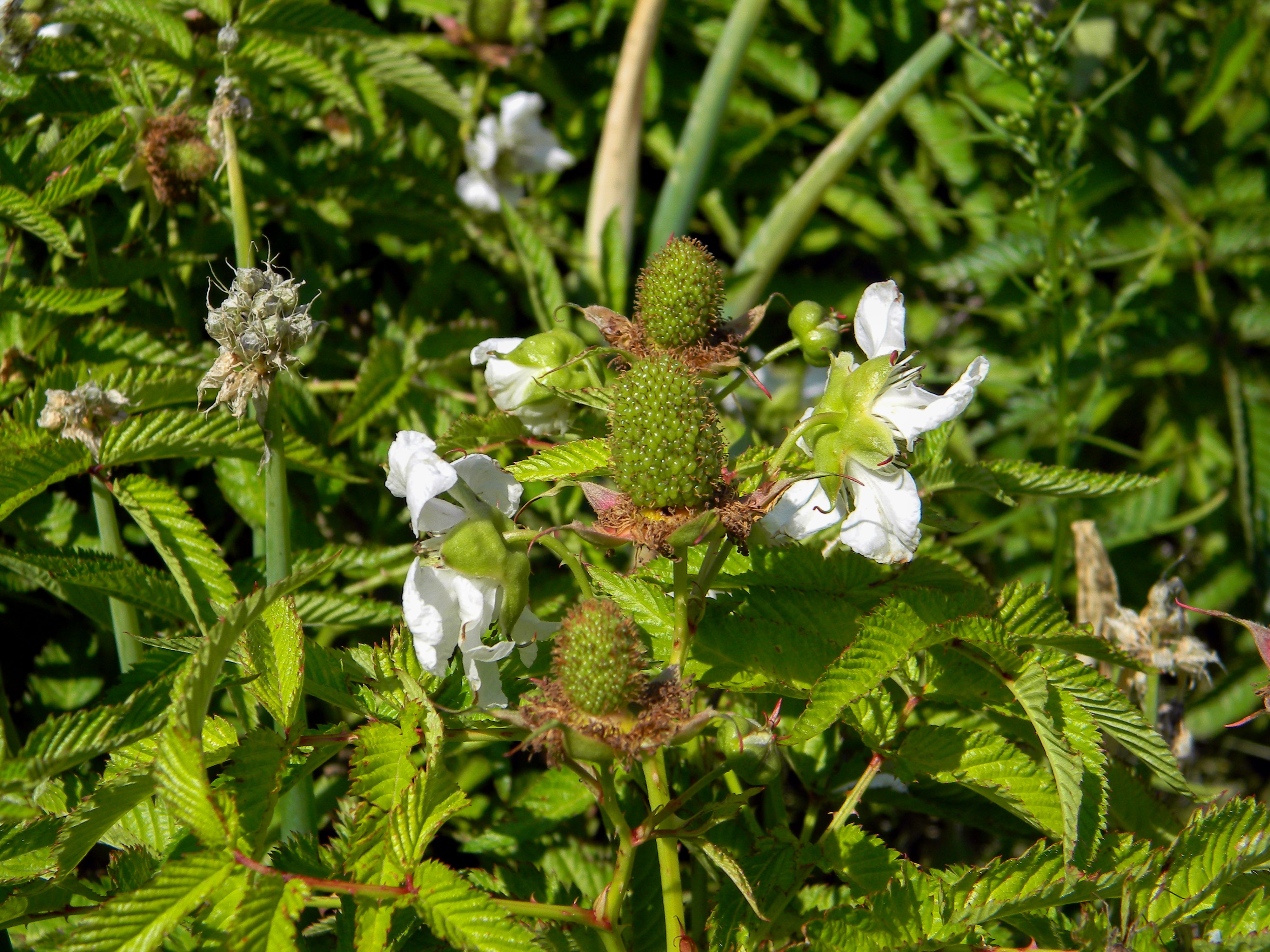 Raspberry bush in white flowers free image download