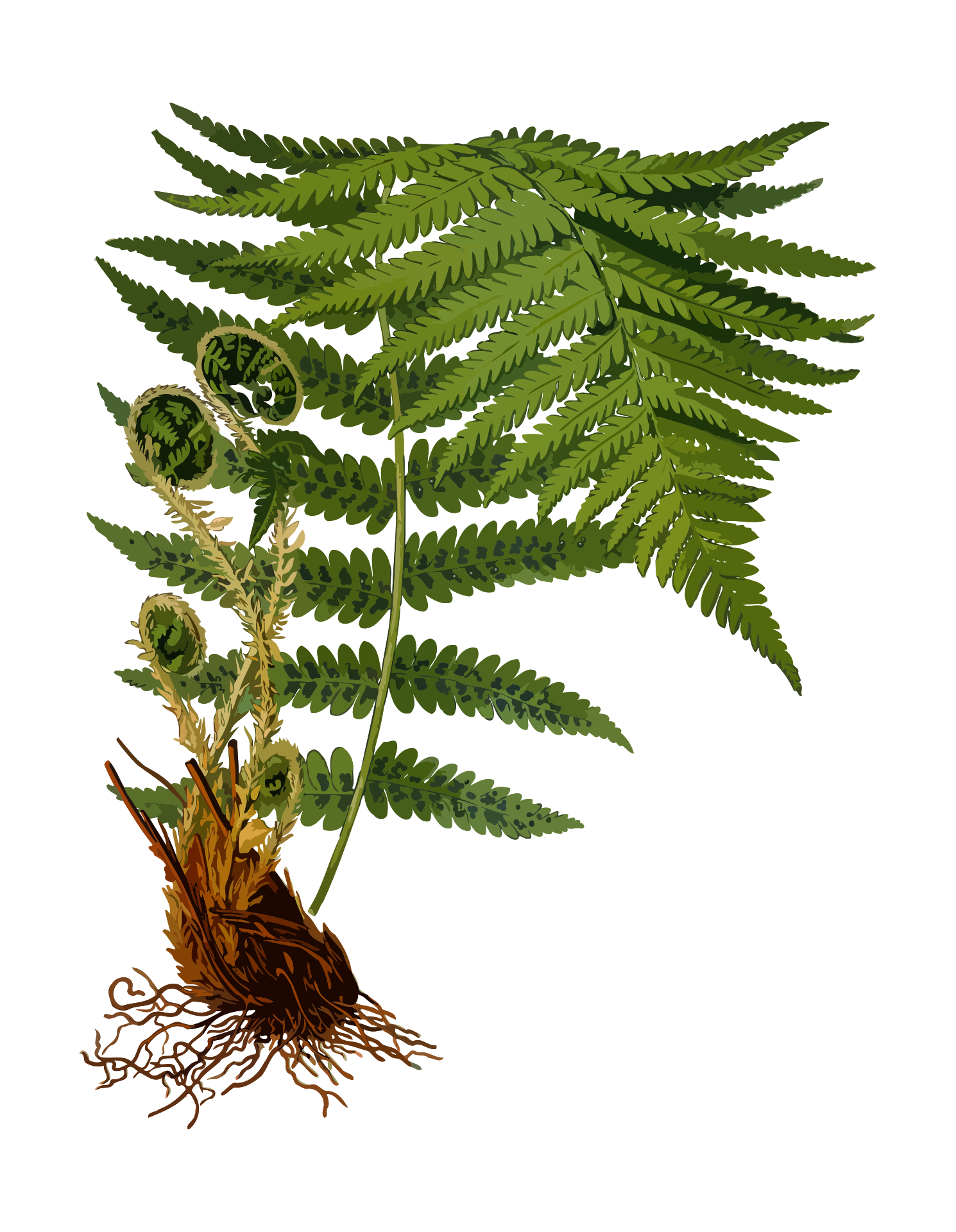 Branch Fern Herbal drawing free image download