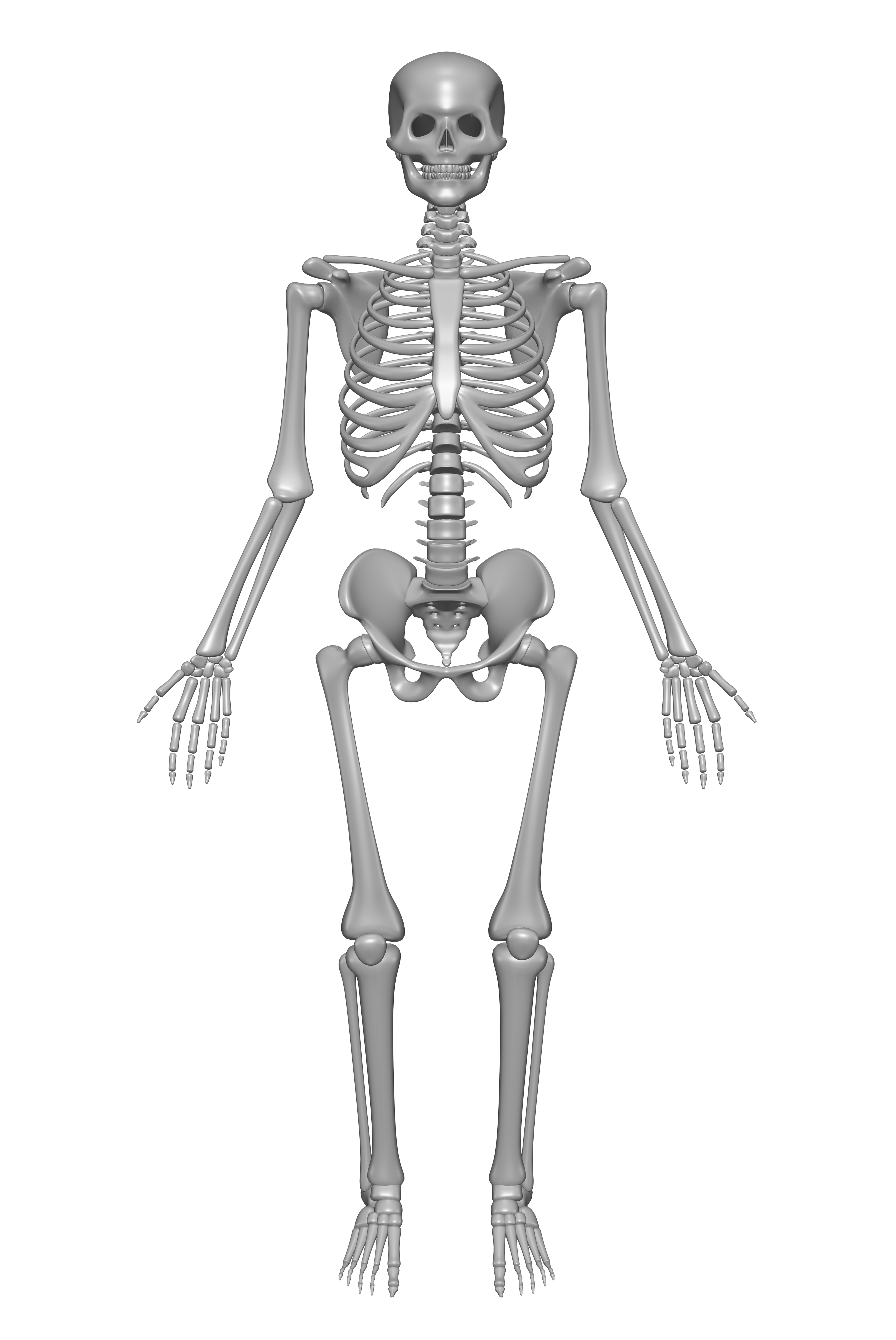 Human Skeleton drawing free image download