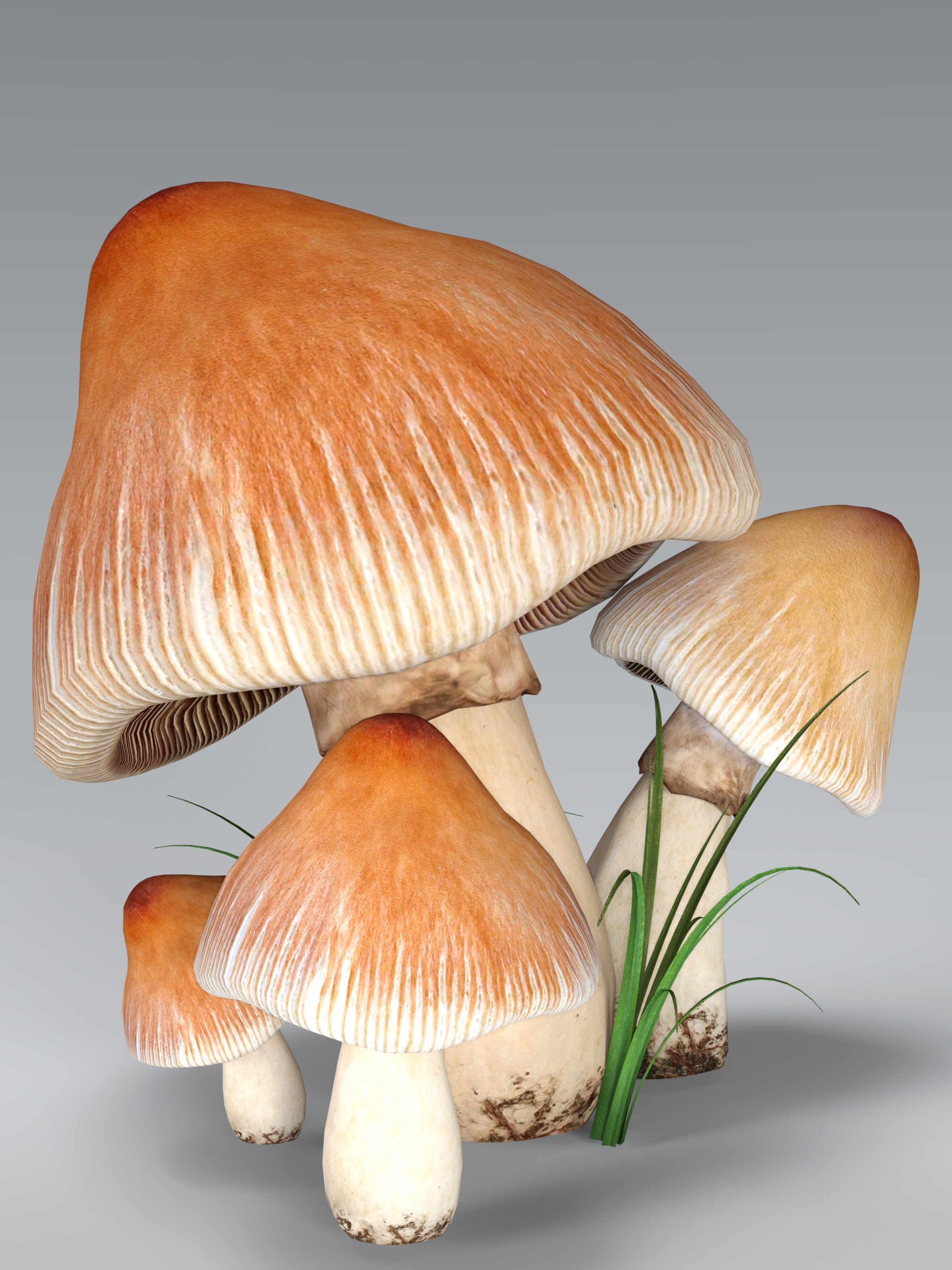 Молочные грибы Лесные