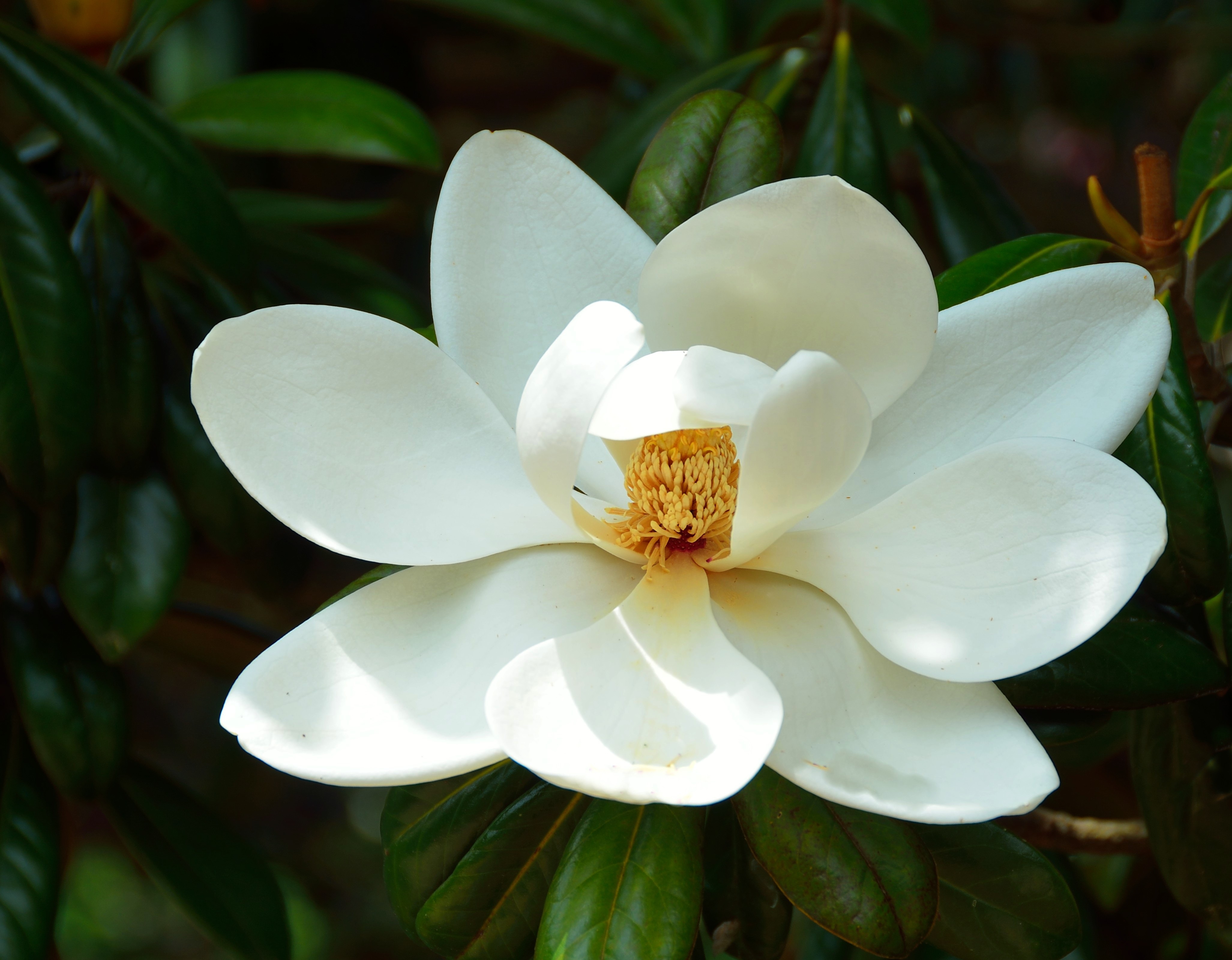 Natural White Magnolia Flower Free Image Download