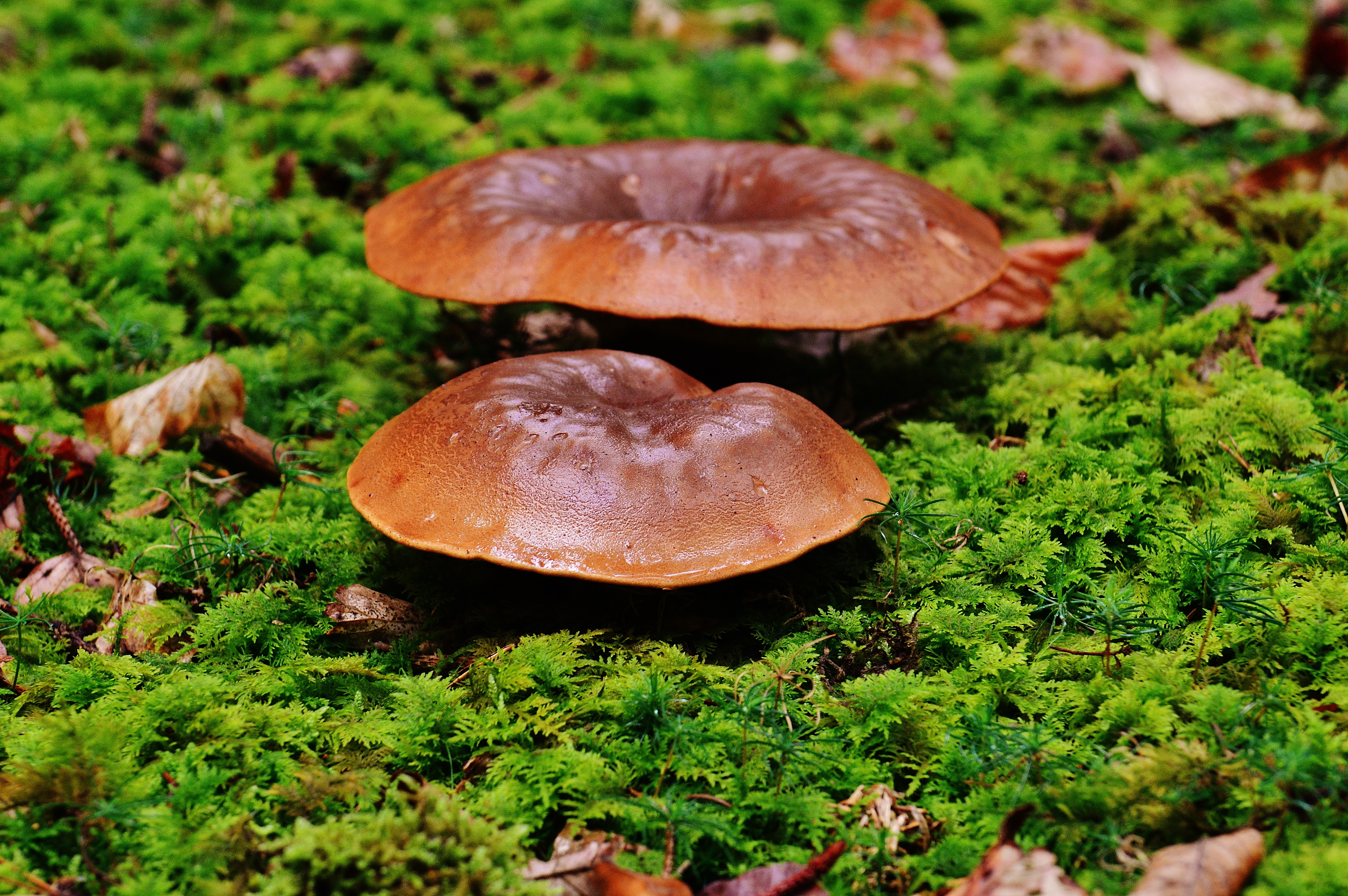 Большие коричневые грибы