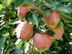 ripening apples on the tree