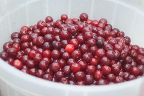 Cherries in a basket