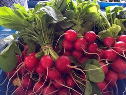 fresh radish on the market for sale