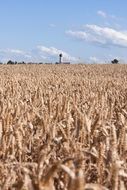 cornfield in Bavaria