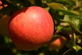 Apple Fruit on Tree