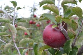 red apples in the garden in autumn