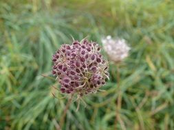 wild flower like a ball