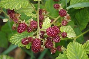 unripe blackberry on a bush close-up