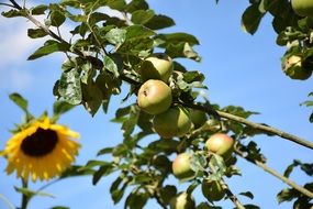 Sunflower and apples as a still life in nature