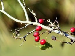 Rosehip berries in the forest close-up on blurred background