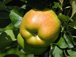 Healthy Vitamins Apple Fruit