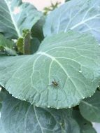 Green Cabbage plant close up