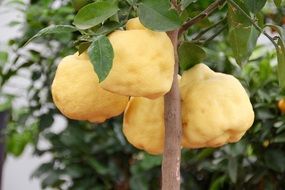 fruits on a lemon tree