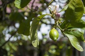 unripe lemon on a tree on a sunny day