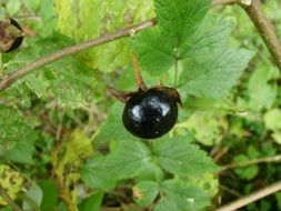 Belladonna Plant