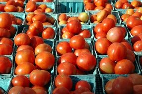 ripe red tomatoes on the market in light