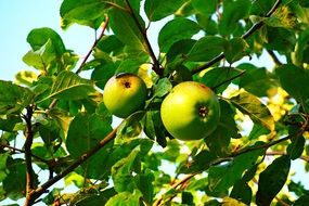 two green apples on a branch in the garden