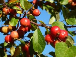 red apples are autumn fruits