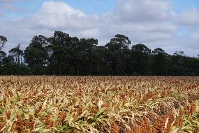 field of sorghum