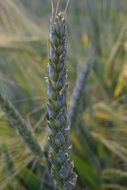 Green Wheat Grains