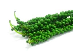 Antioxidant Aromatic Green Pepper on branch