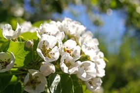 pear tree in spring