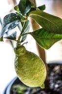 unripe lemon on a bush in a pot